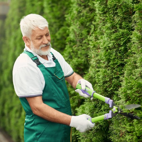 senior-gardener-using-scissors-for-bushes.jpg